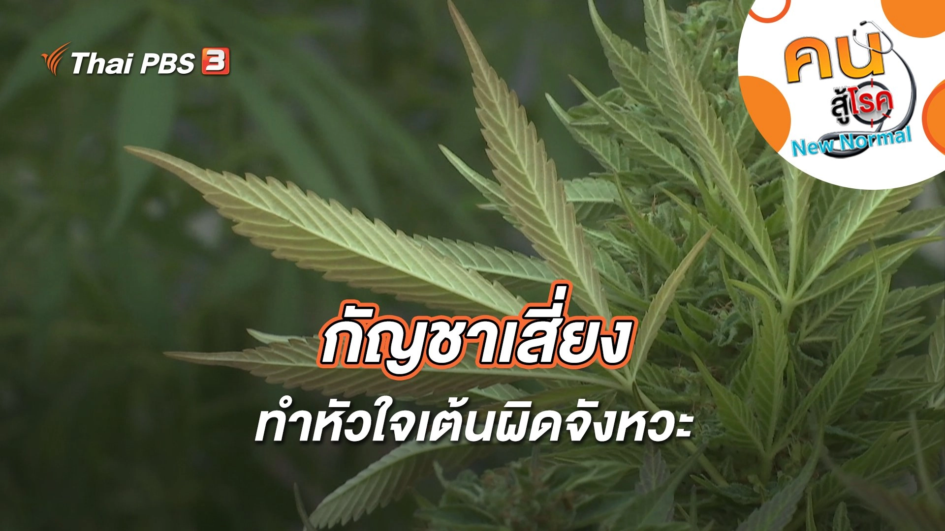 กัญชาเสี่ยงทำหัวใจเต้นผิดจังหวะ