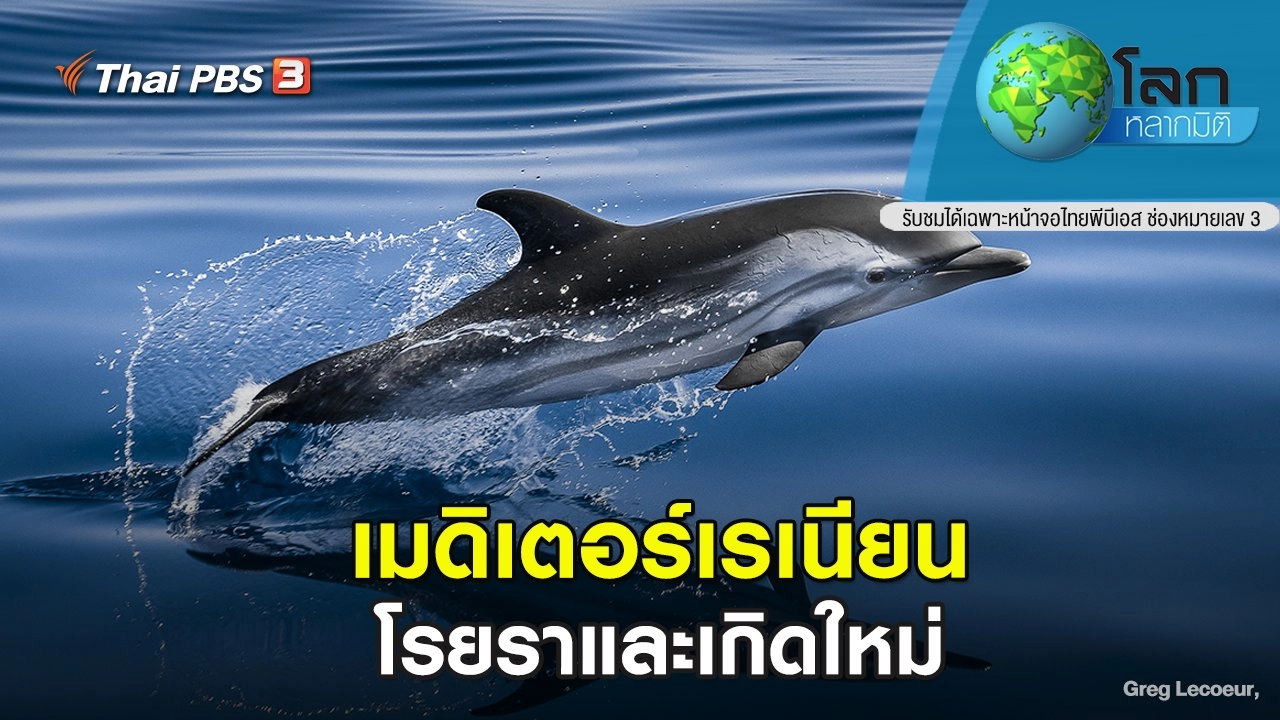 เมดิเตอร์เรเนียน ตอน โรยราและเกิดใหม่