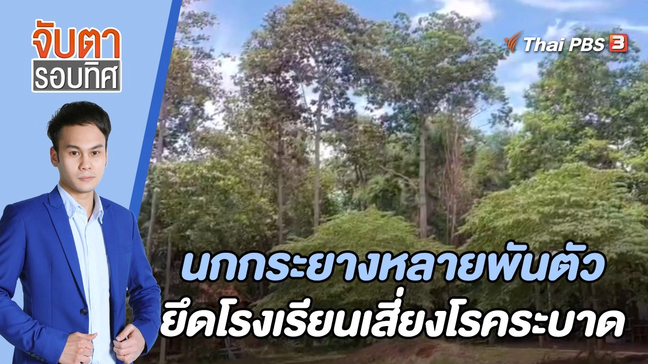 นกกระยางหลายพันตัวยึดโรงเรียนเสี่ยงโรคระบาด | 27 มิ.ย. 66