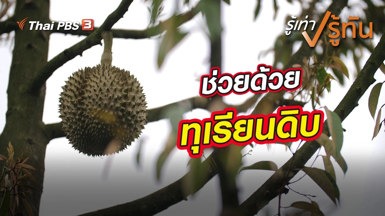 ช่วยด้วย ทุเรียนดิบ