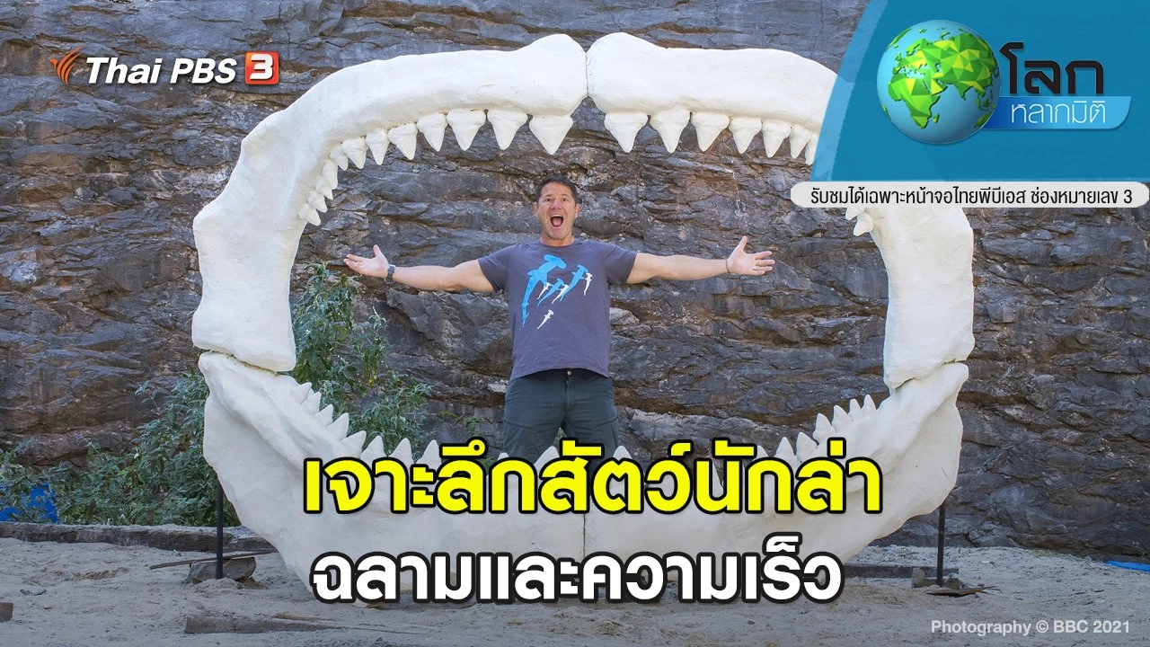 เจาะลึกสัตว์นักล่า ตอน ฉลามและความเร็ว