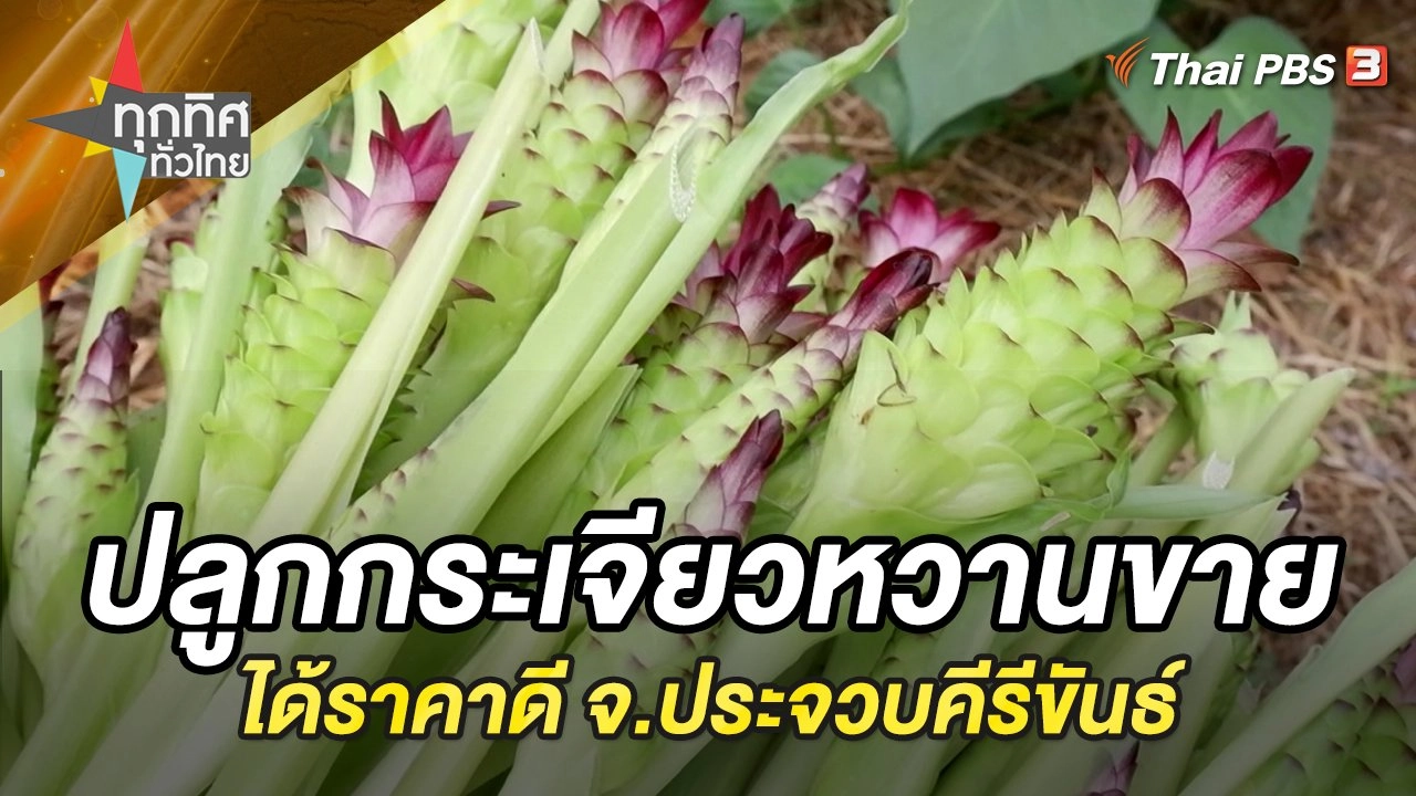 ปลูกกระเจียวหวานขายได้ราคาดี จ.ประจวบคีรีขันธ์