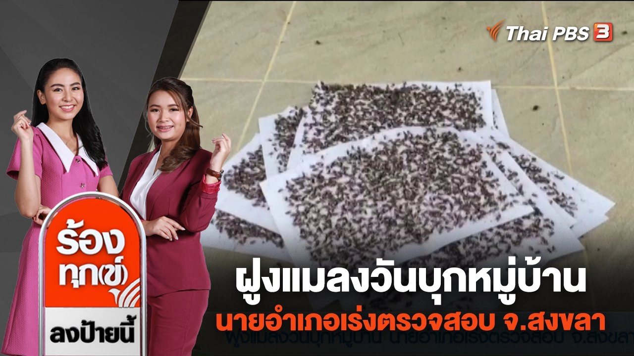 ฝูงแมลงวันบุกหมู่บ้าน นายอำเภอเร่งตรวจสอบ จ.สงขลา