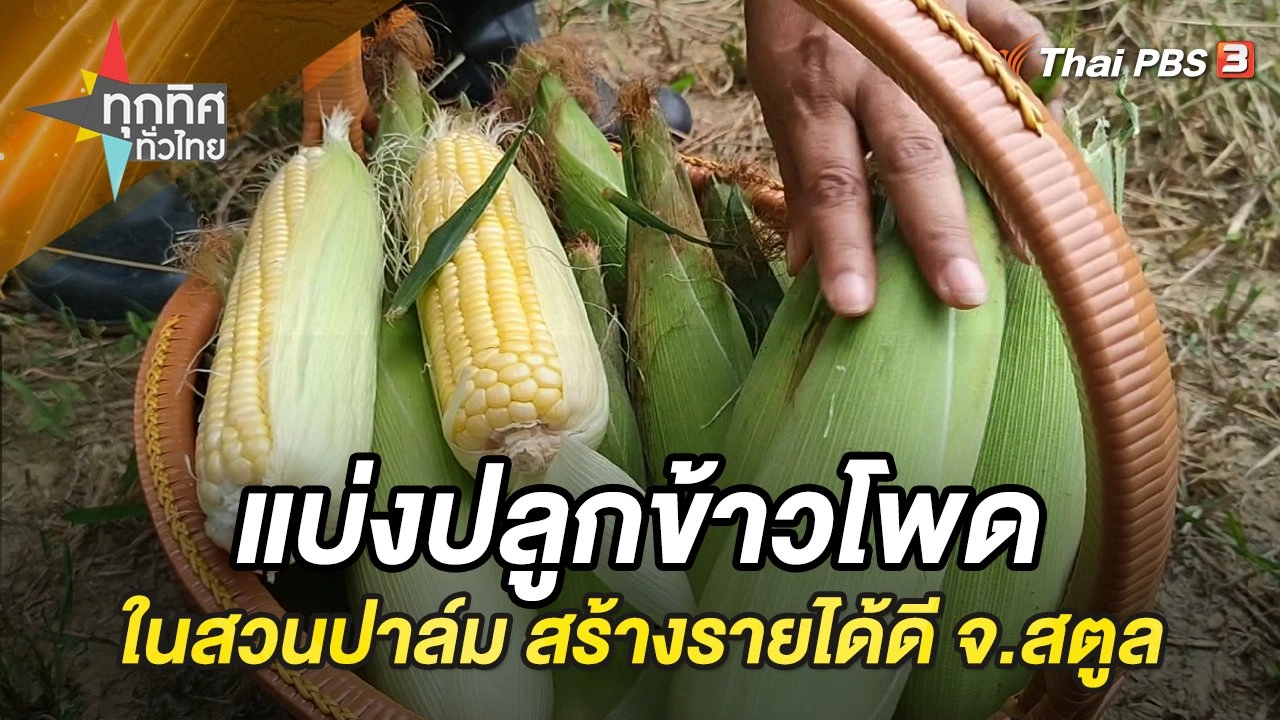 แบ่งปลูกข้าวโพดในสวนปาล์ม สร้างรายได้ดี จ.สตูล