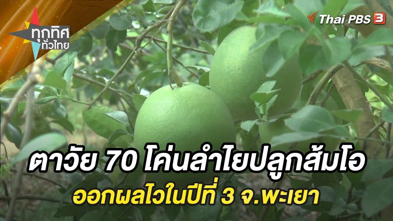 ตาวัย 70 โค่นลำไยปลูกส้มโอออกผลไวในปีที่ 3 จ.พะเยา