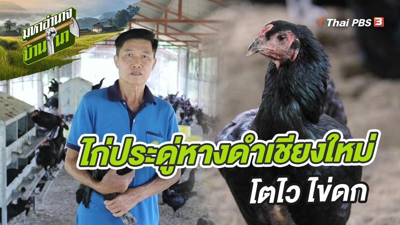 ไก่ประดู่หางดำเชียงใหม่ โตไว ไข่ดก