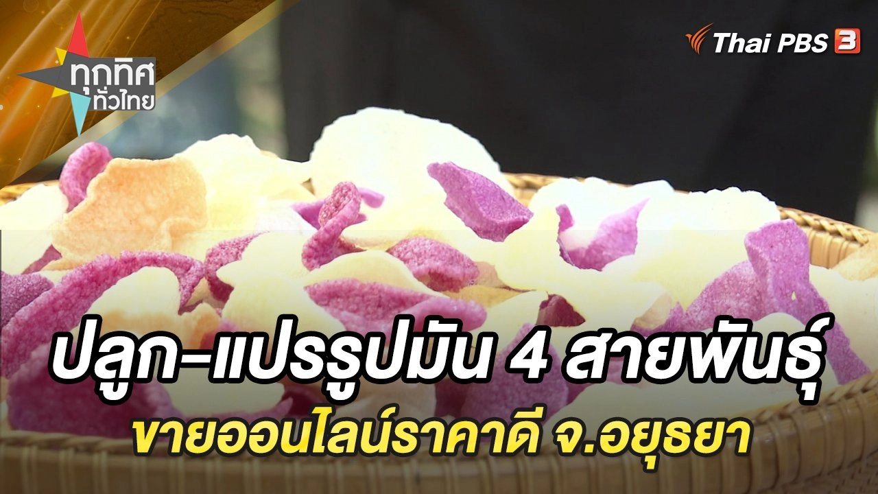 ปลูก-แปรรูปมัน 4 สายพันธุ์ขายออนไลน์ราคาดี จ.อยุธยา