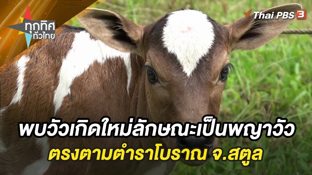 พบวัวเกิดใหม่ลักษณะเป็นพญาวัวตรงตามตำราโบราณ จ.สตูล