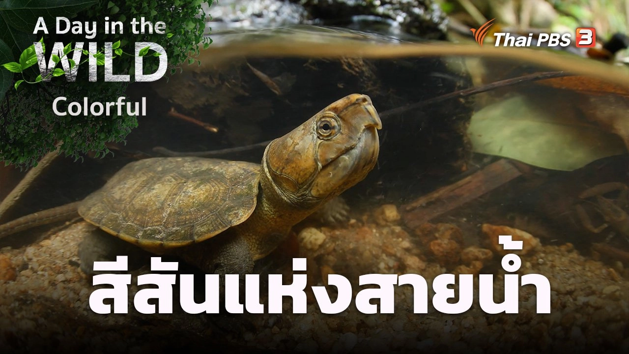 สีสันแห่งสายน้ำ