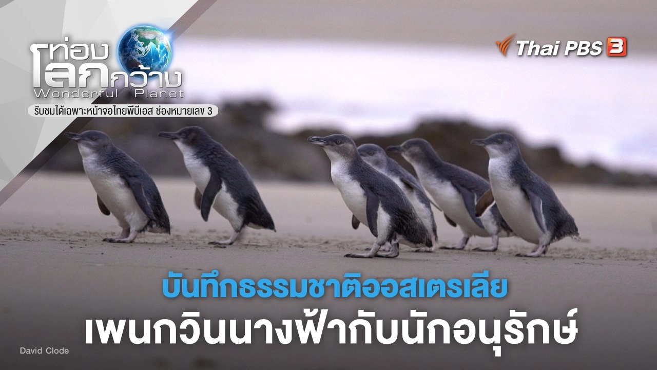 บันทึกธรรมชาติออสเตรเลีย ตอน เพนกวินนางฟ้ากับนักอนุรักษ์