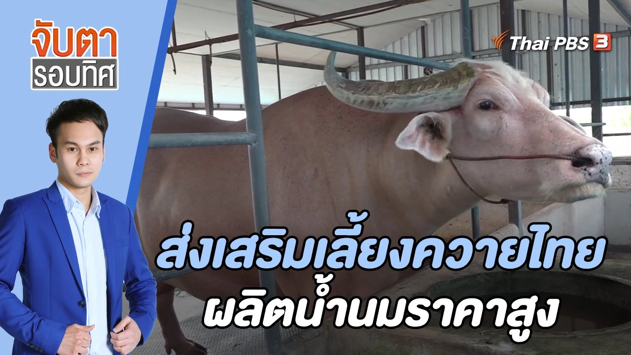ส่งเสริมเลี้ยงควายไทยผลิตน้ำนมราคาสูง | 26 ก.ค. 66