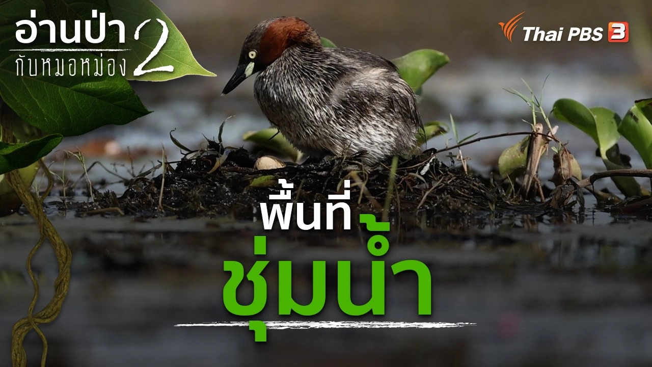 พื้นที่ชุ่มน้ำ