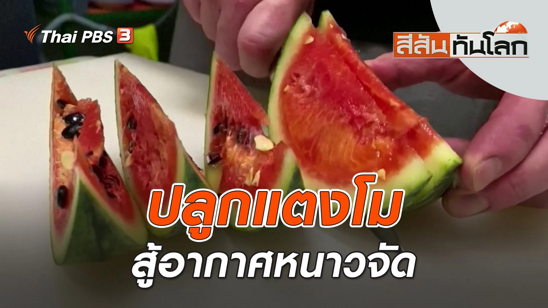 ปลูกแตงโมสู้อากาศหนาวจัด | สีสันทันโลก | 6 ส.ค. 66