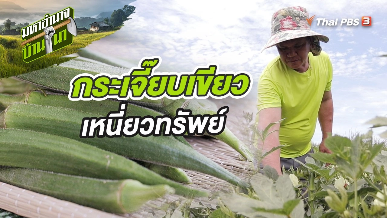 กระเจี๊ยบเขียวเหนี่ยวทรัพย์