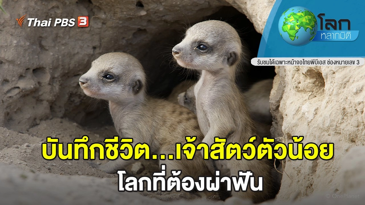 บันทึกชีวิต...เจ้าสัตว์ตัวน้อย ตอน โลกที่ต้องผ่าฟัน