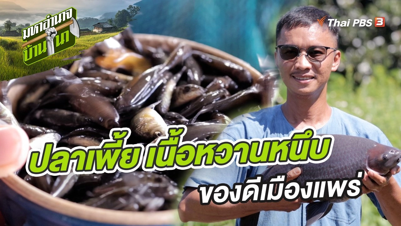 ปลาเพี้ย เนื้อหวานหนึบ ของดีเมืองแพร่