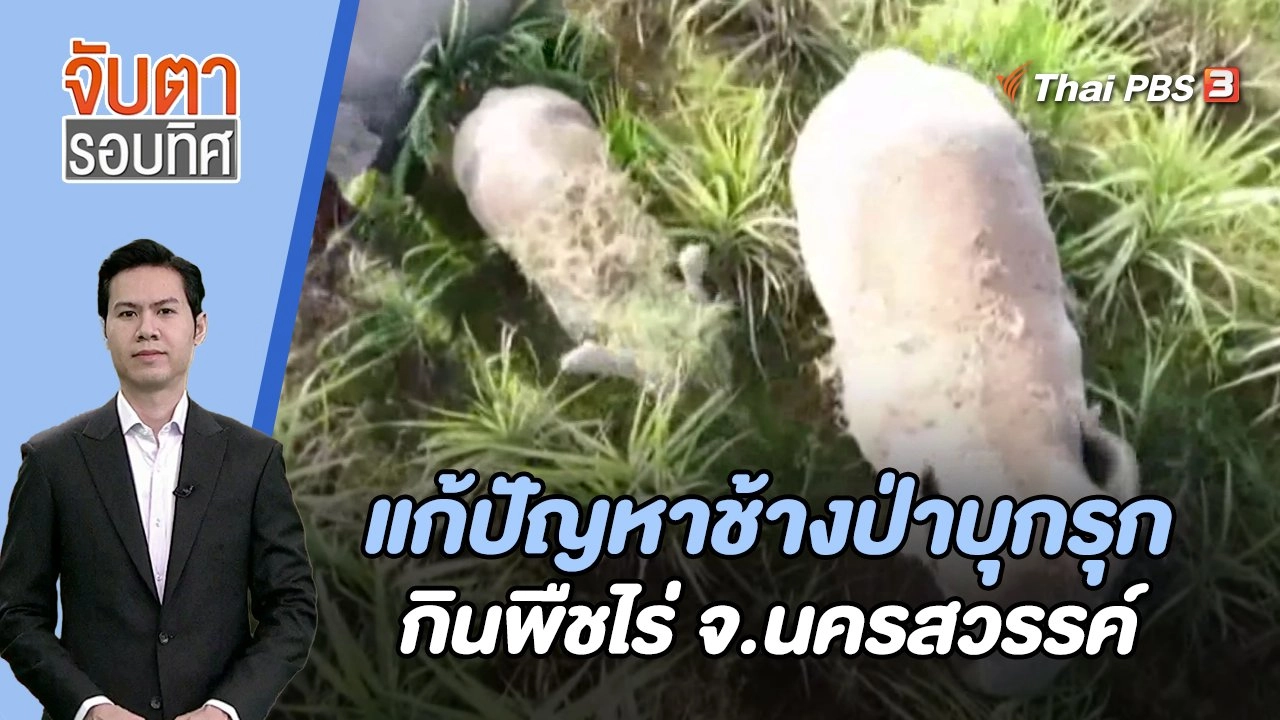 แก้ปัญหาช้างป่าบุกรุกกินพืชไร่ จ.นครสวรรค์ | จับตารอบทิศ | 22 พ.ย. 66