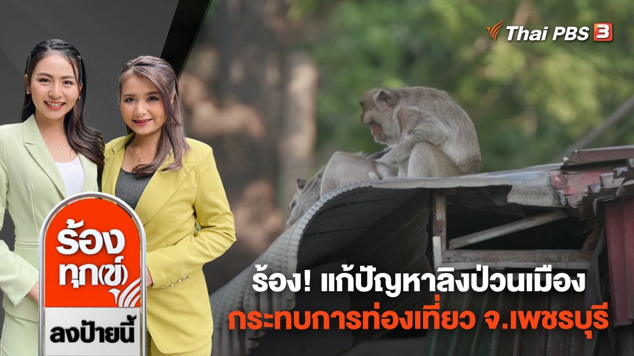ร้อง! แก้ปัญหาลิงป่วนเมือง กระทบการท่องเที่ยว จ.เพชรบุรี