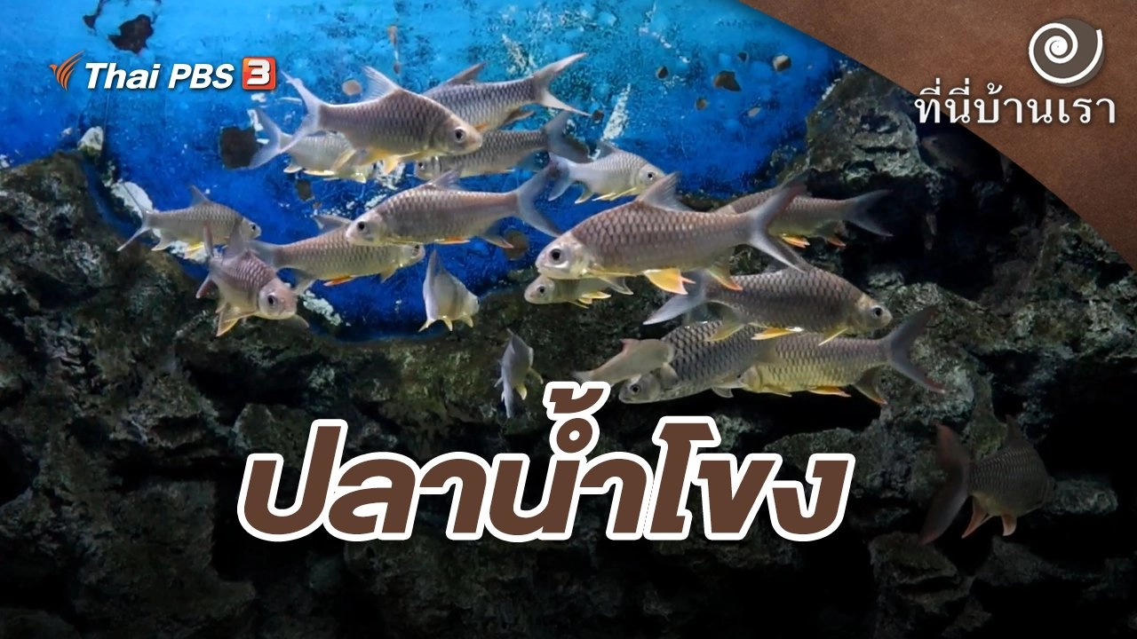 ปลาน้ำโขง