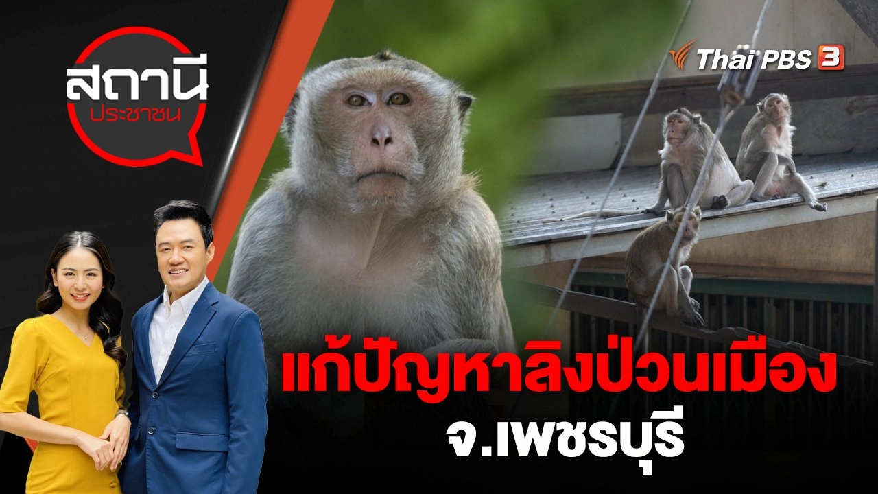 แก้ปัญหาลิงป่วนเมือง จ.เพชรบุรี