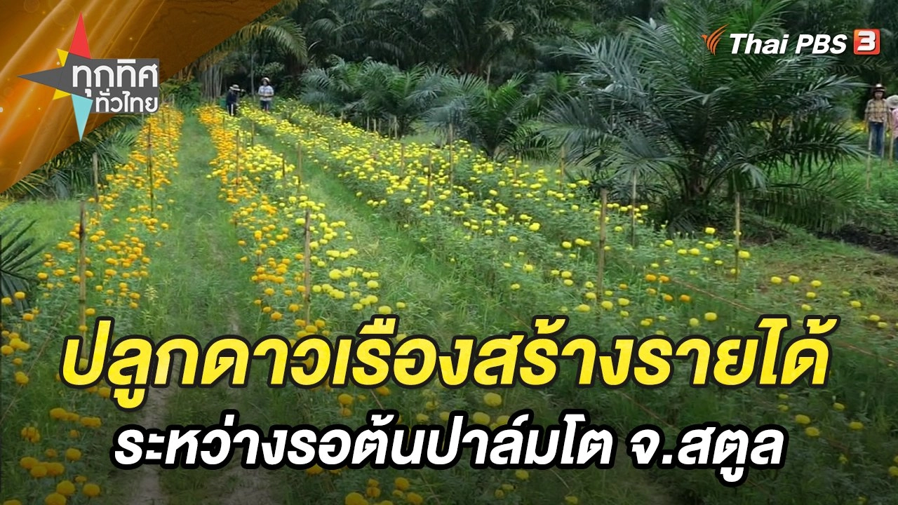 ปลูกดาวเรืองสร้างรายได้ระหว่างรอต้นปาล์มโต จ.สตูล
