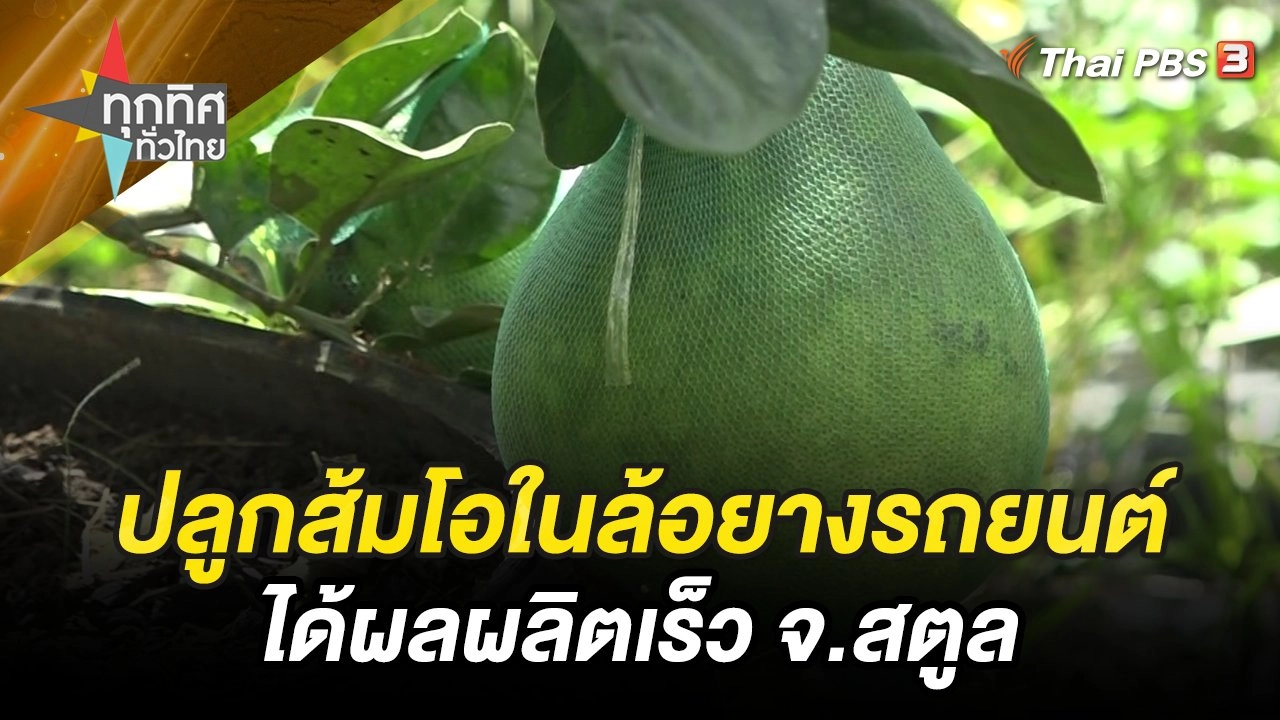 ปลูกส้มโอในล้อยางรถยนต์ได้ผลผลิตเร็ว จ.สตูล