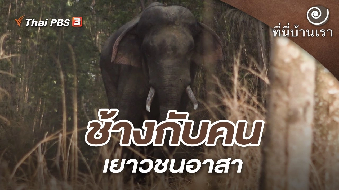 ช้างกับคน เยาวชนอาสา