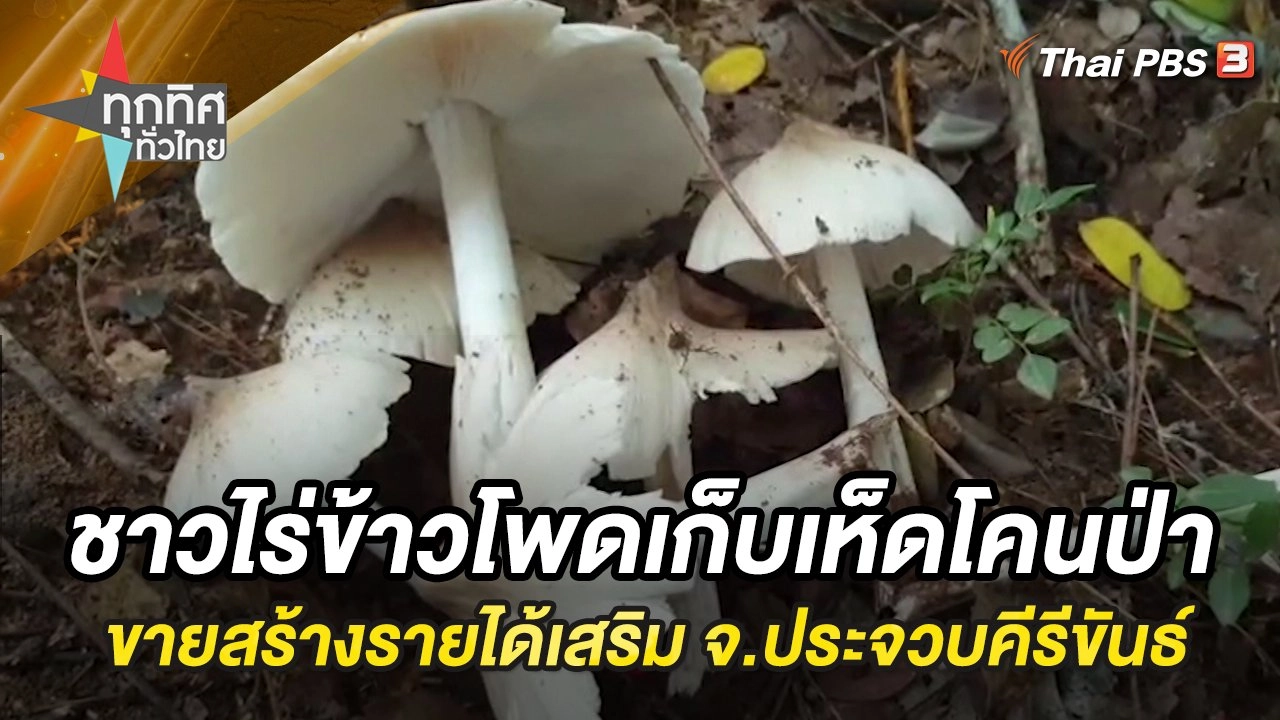 ชาวไร่ข้าวโพดเก็บเห็ดโคนป่าขายสร้างรายได้เสริม จ.ประจวบคีรีขันธ์