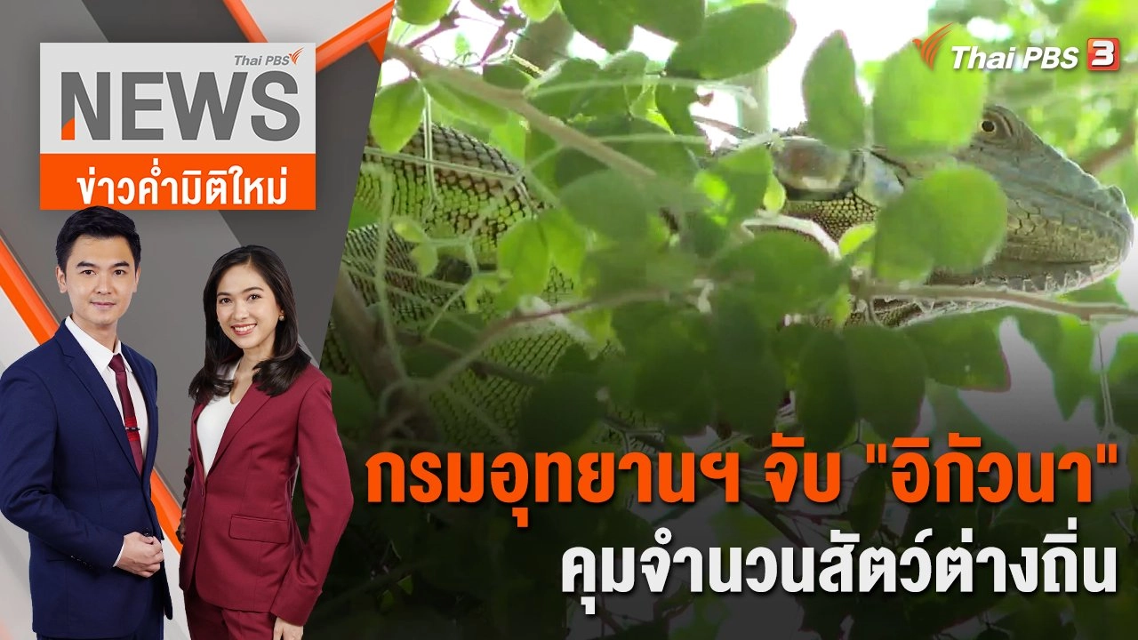 กรมอุทยานฯ จับ "อิกัวนา" คุมจำนวนสัตว์ต่างถิ่น | 16 พ.ย. 66