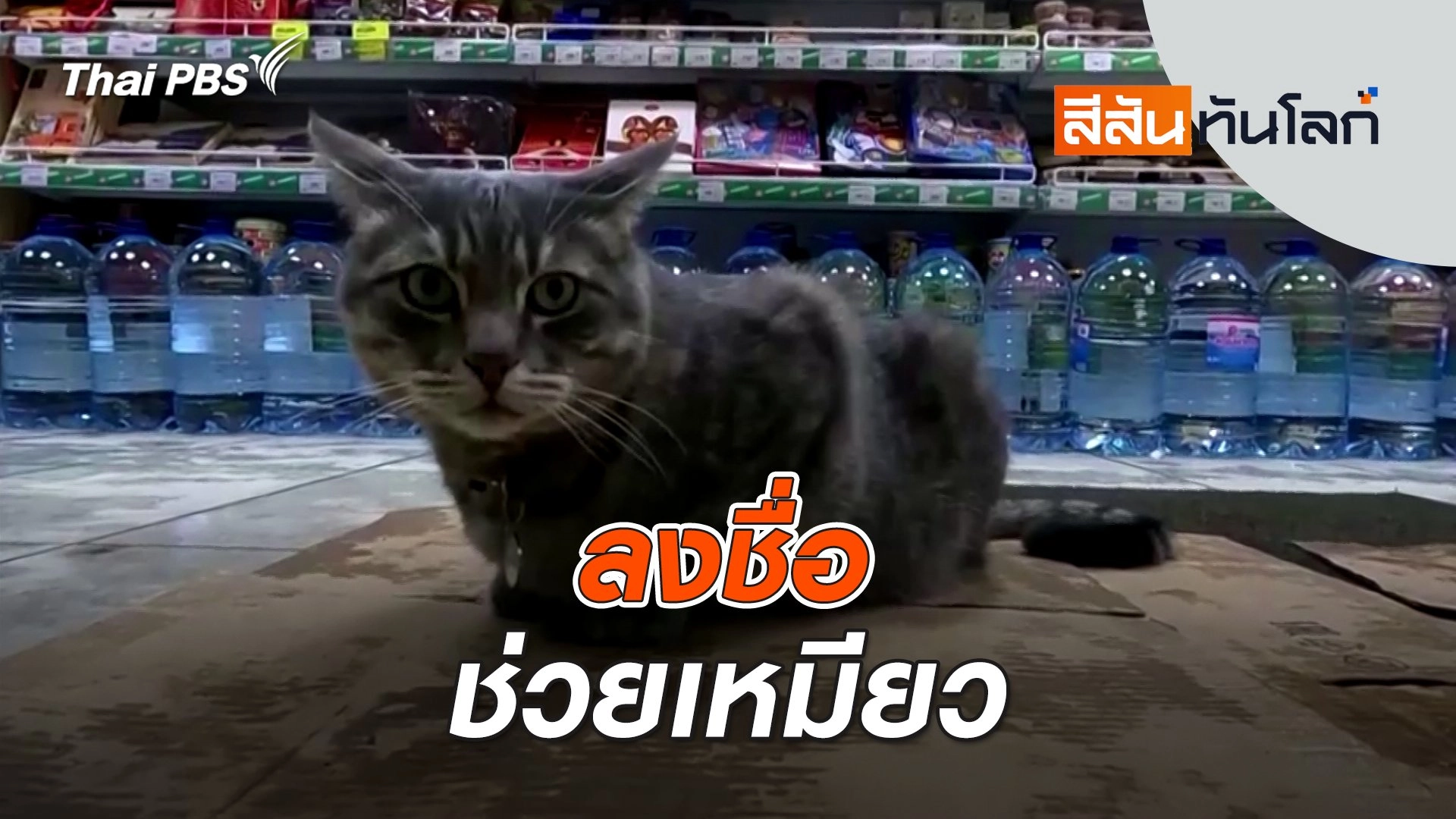 ลงชื่อช่วยเหมียว | สีสันทันโลก | 27 ม.ค. 67