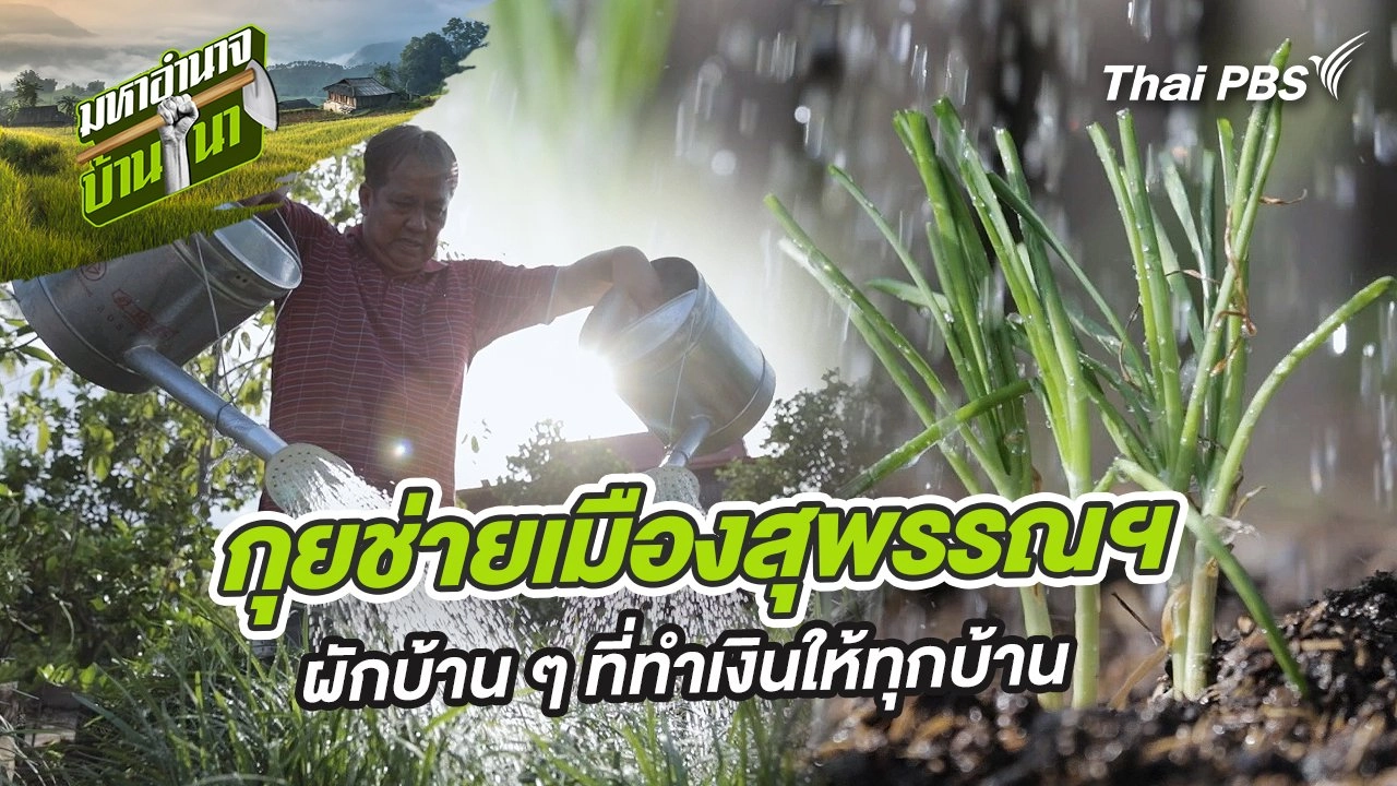 กุยช่ายเมืองสุพรรณฯ ผักบ้าน ๆ ที่ทำเงินให้ทุกบ้าน