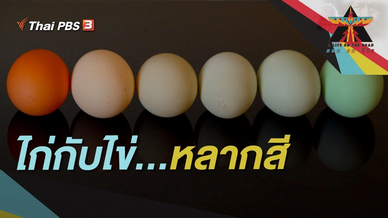 ไก่กับไข่...หลากสี