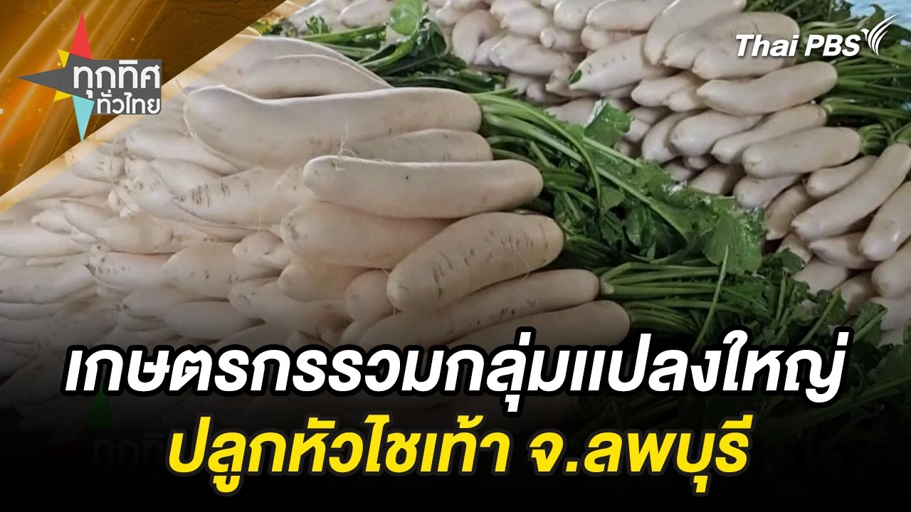 เกษตรกรรวมกลุ่มเเปลงใหญ่ปลูกหัวไชเท้า จ.ลพบุรี