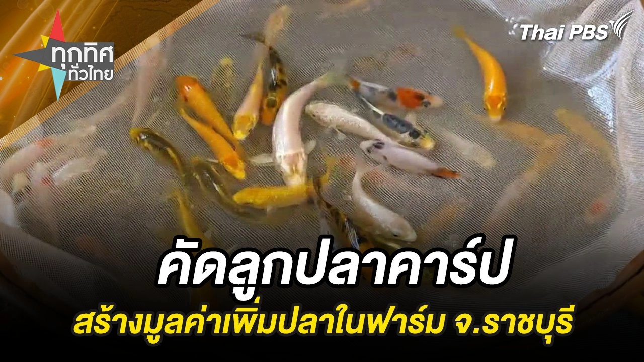 คัดลูกปลาคาร์ป สร้างมูลค่าเพิ่มปลาในฟาร์ม จ.ราชบุรี
