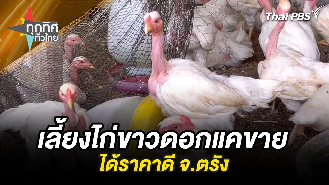 เลี้ยงไก่ขาวดอกแคขายได้ราคาดี จ.ตรัง