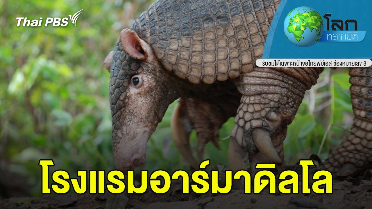 โรงแรมอาร์มาดิลโล