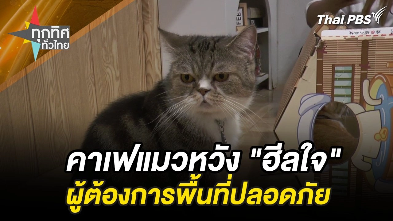 คาเฟแมวหวัง "ฮีลใจ" ผู้ต้องการพื้นที่ปลอดภัย