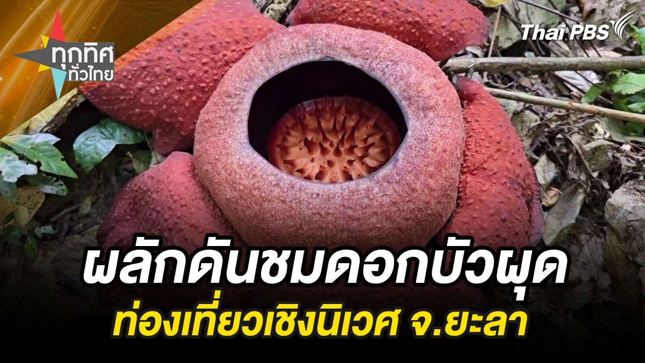 ผลักดันชมดอกบัวผุดท่องเที่ยวเชิงนิเวศ จ.ยะลา