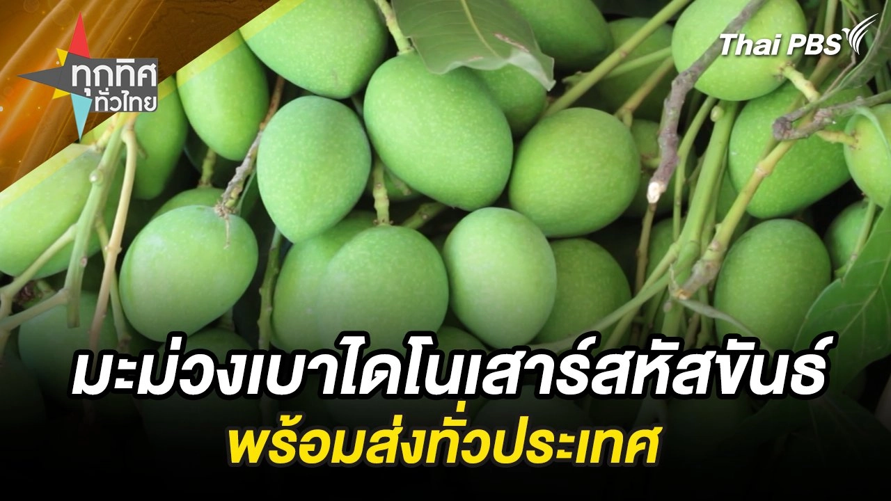 มะม่วงเบาไดโนเสาร์สหัสขันธ์พร้อมส่งทั่วประเทศ