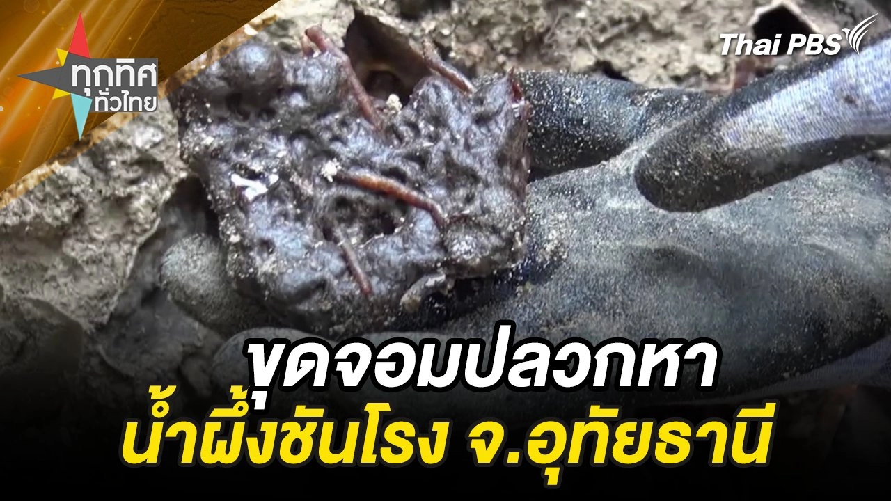 ขุดจอมปลวกหาน้ำผึ้งชันโรง จ.อุทัยธานี