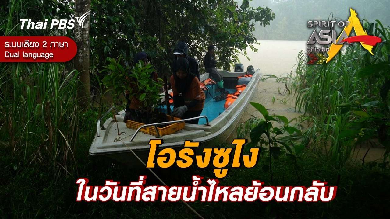 โอรังซูไง ในวันที่สายน้ำไหลย้อนกลับ