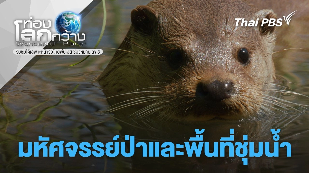 มหัศจรรย์ป่าและพื้นที่ชุ่มน้ำ