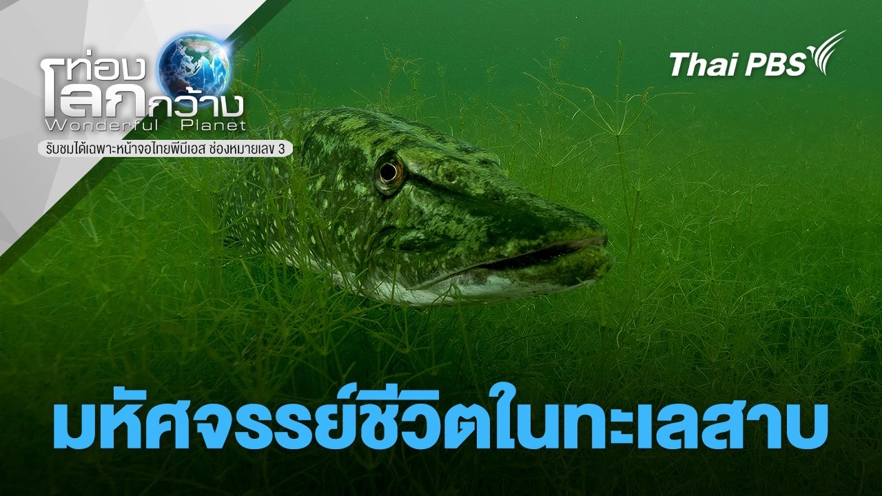 มหัศจรรย์ชีวิตในทะเลสาบ