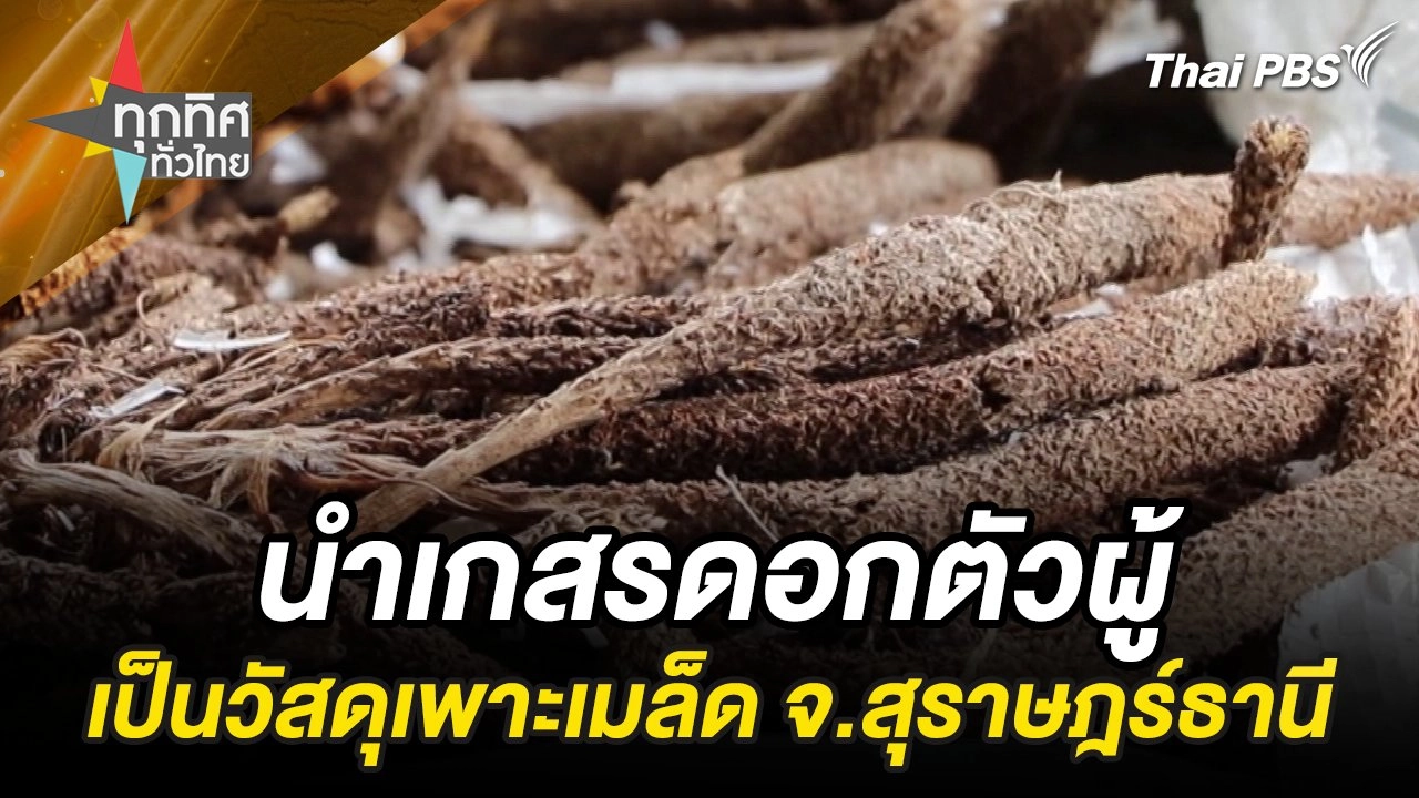 นำเกสรดอกตัวผู้เป็นวัสดุเพาะเมล็ด จ.สุราษฎร์ธานี