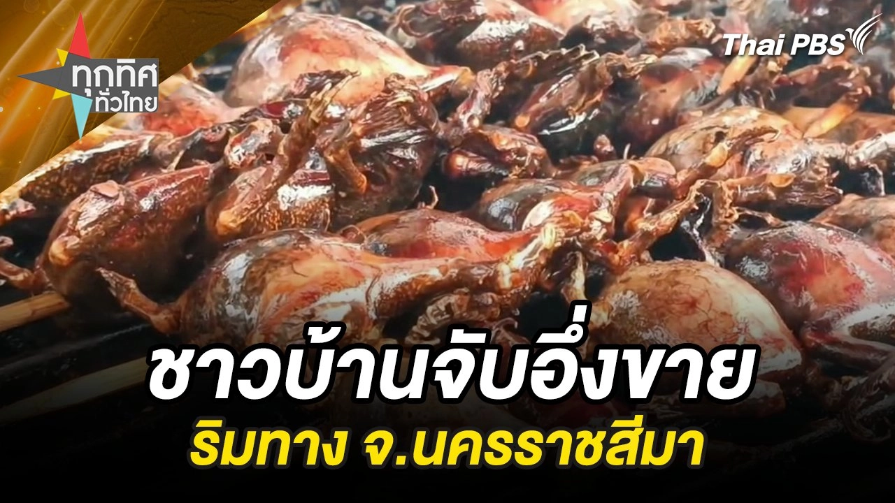 ชาวบ้านจับอึ่งขายริมทาง จ.นครราชสีมา