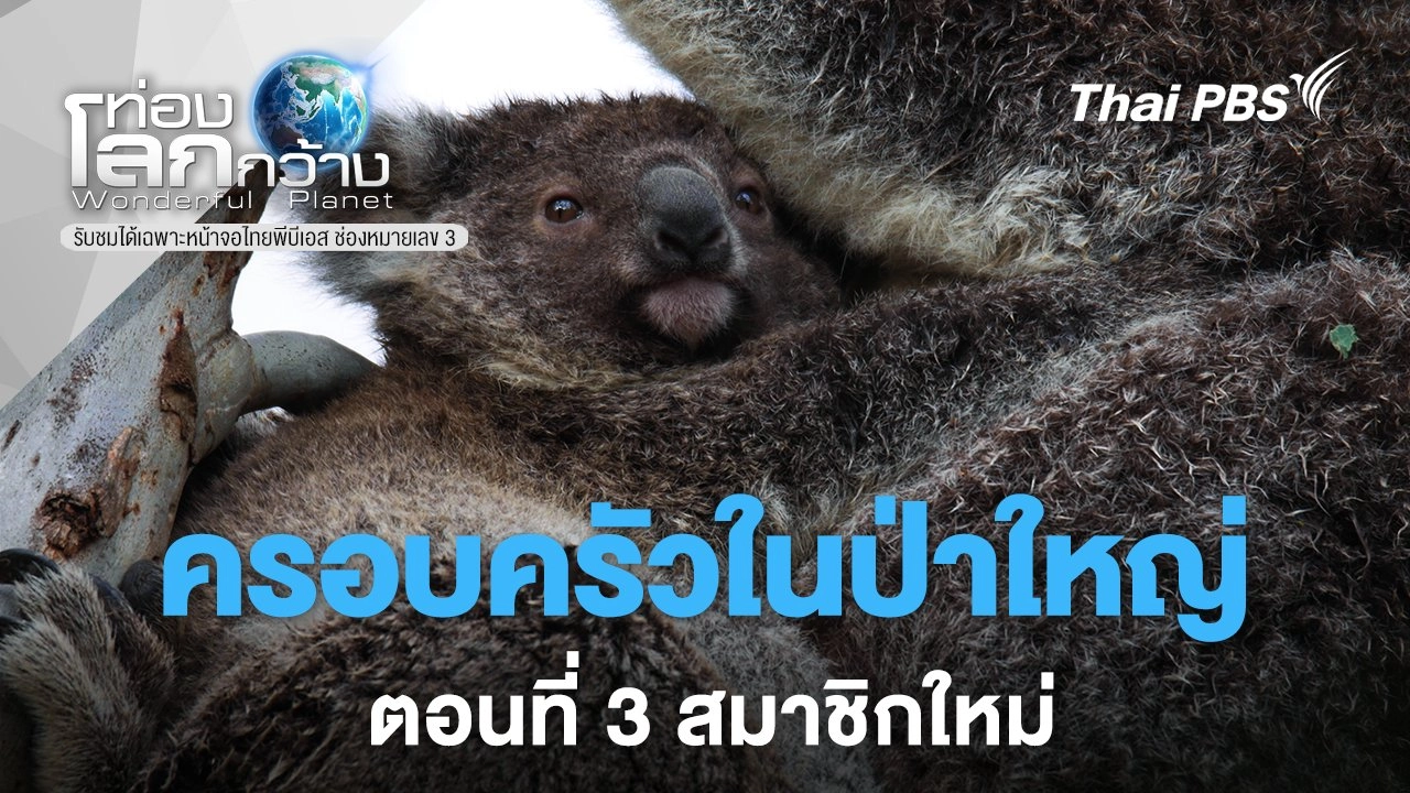 ครอบครัวในป่าใหญ่ ตอนที่ 3 สมาชิกใหม่