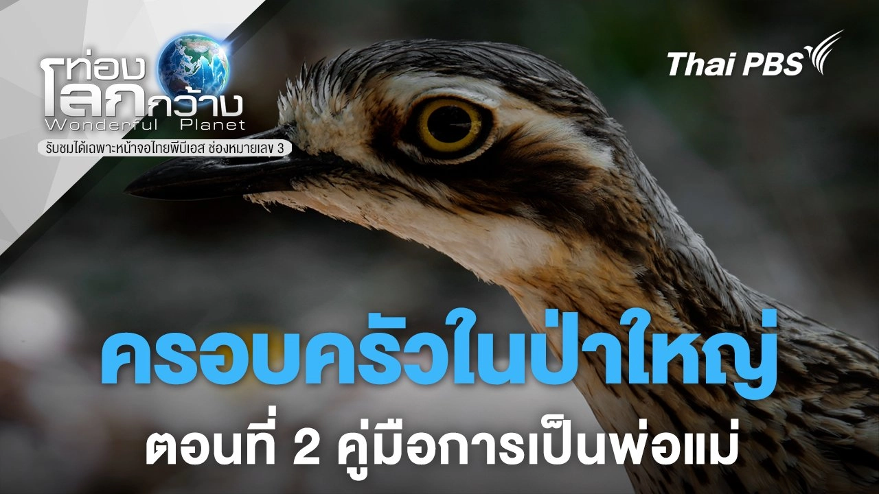 ครอบครัวในป่าใหญ่ ตอนที่ 2 คู่มือการเป็นพ่อแม่