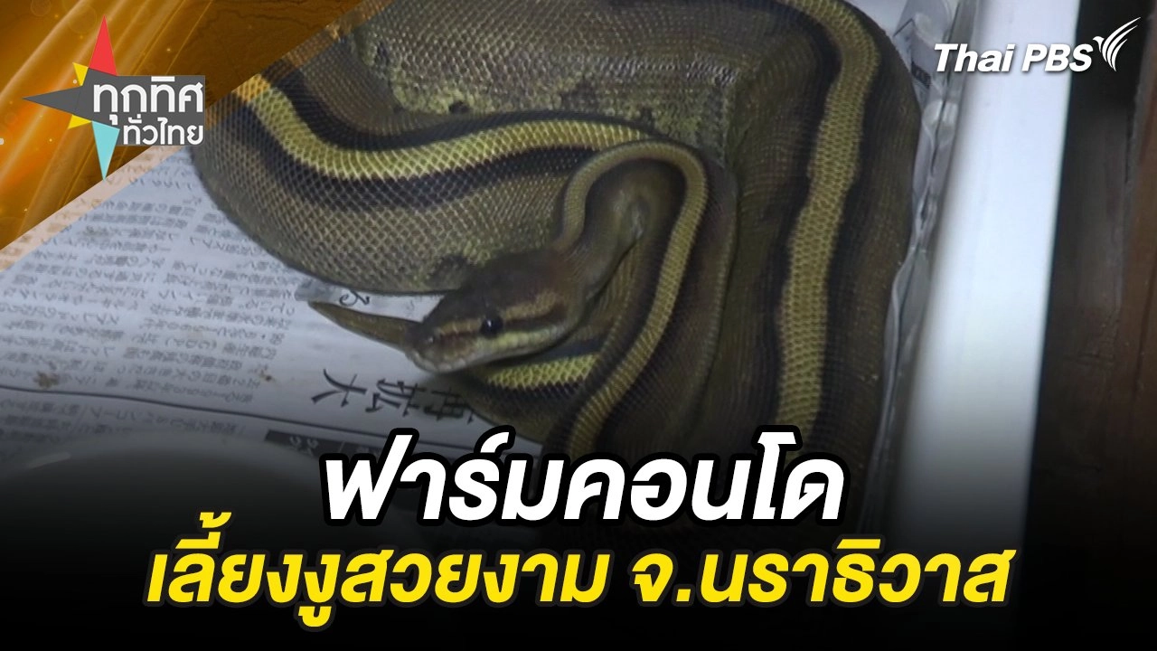 ฟาร์มคอนโดเลี้ยงงูสวยงาม จ.นราธิวาส