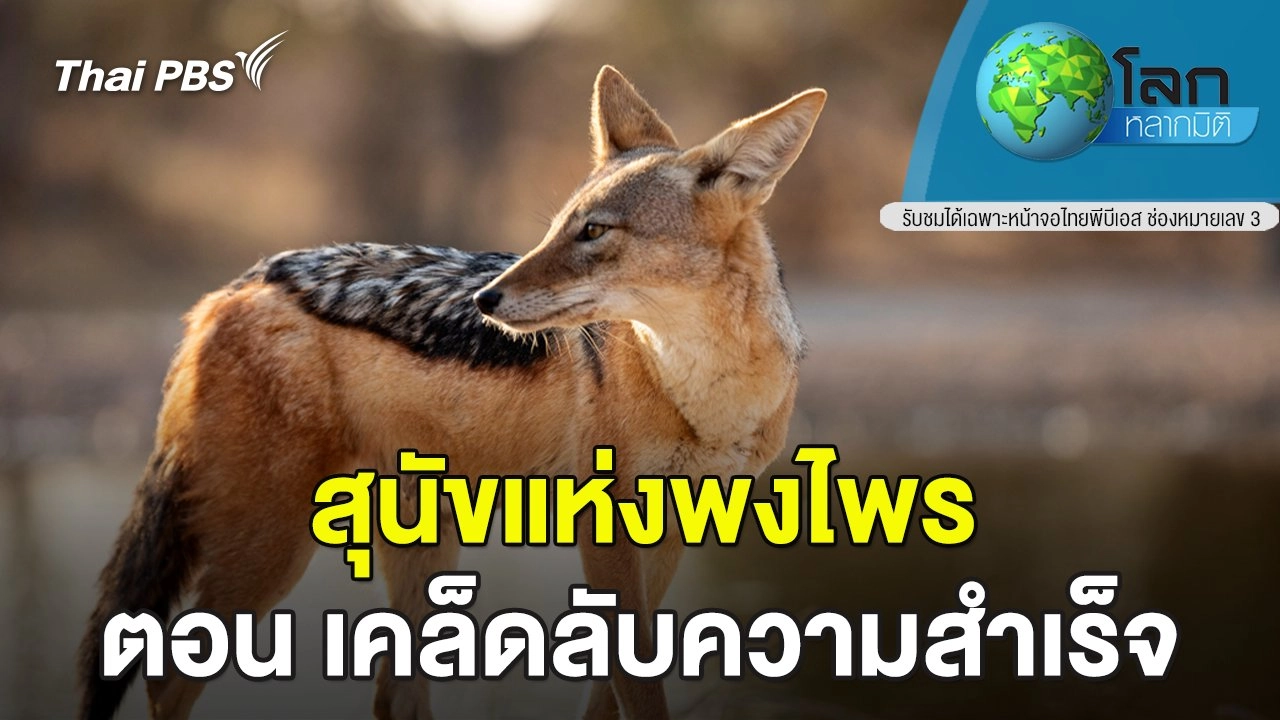 สุนัขแห่งพงไพร ตอน เคล็ดลับความสำเร็จ