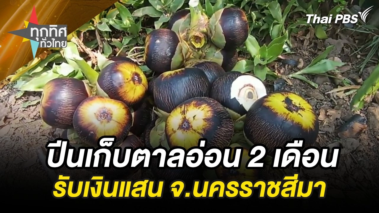 ปีนเก็บตาลอ่อน 2 เดือนรับเงินแสน จ.นครราชสีมา